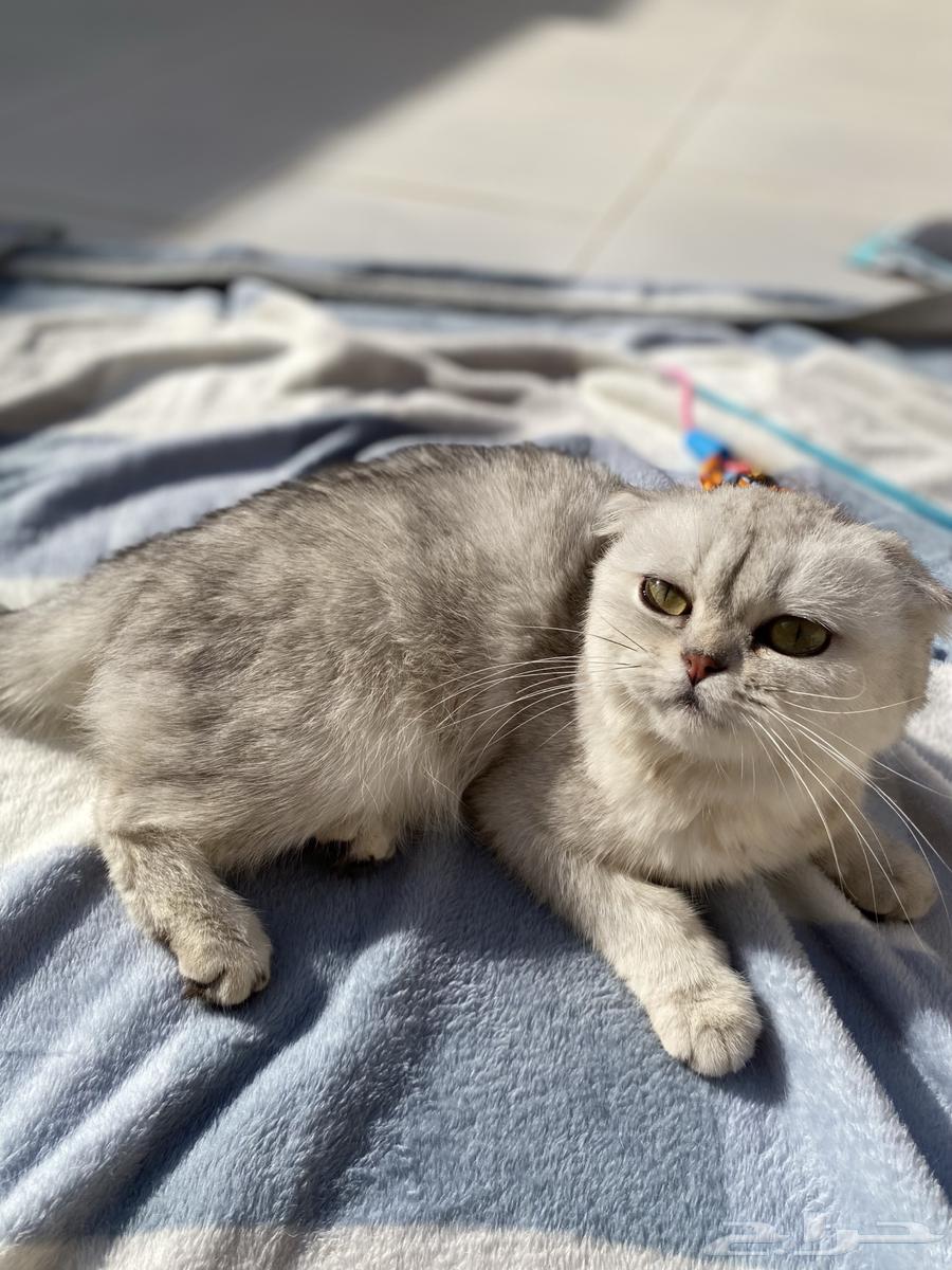 Scottish Fold Cat for Sale63786628431745110