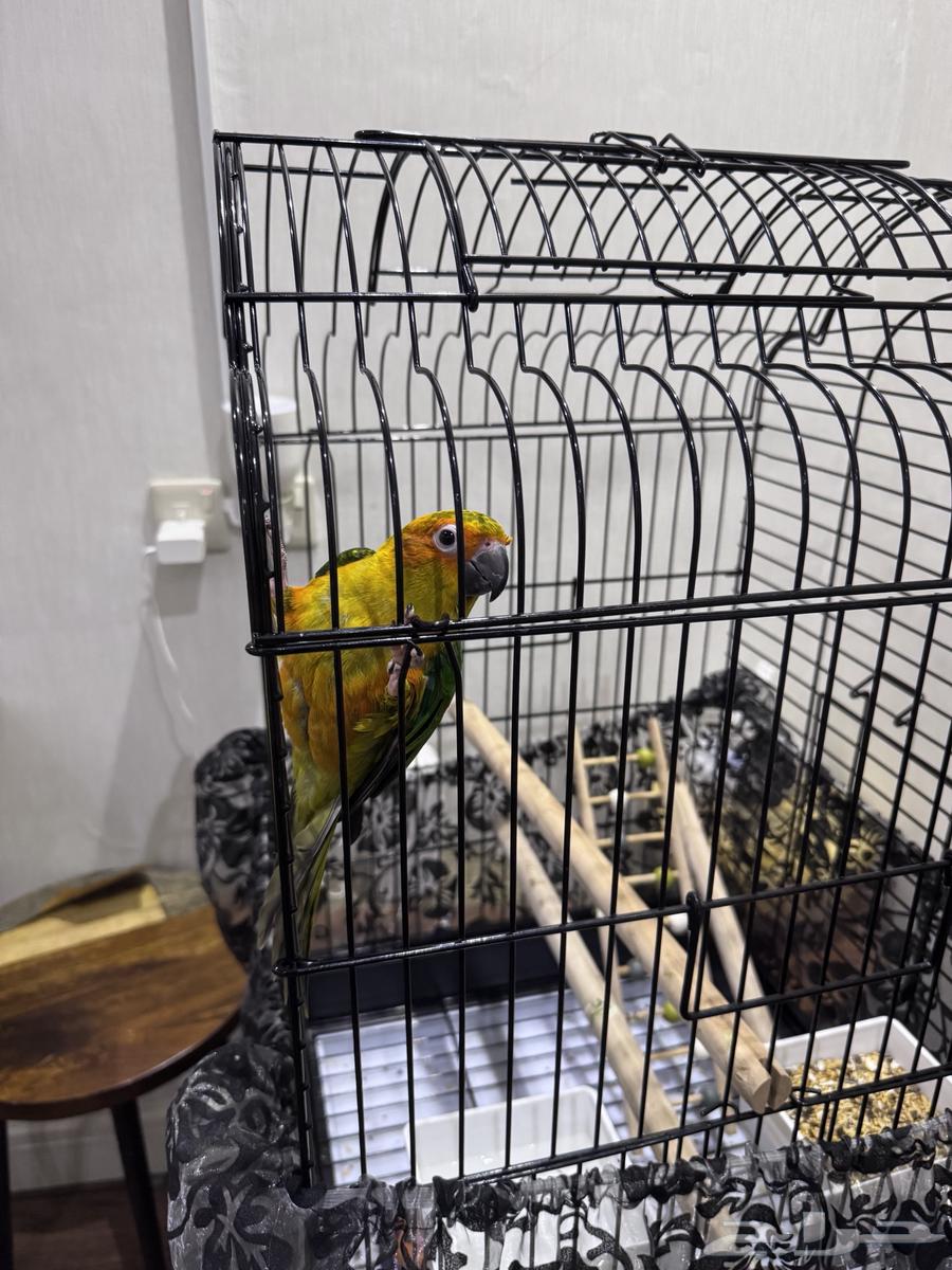 طير ببغاء صن كنيور (عمر 3 أشهر)63785043527042111
