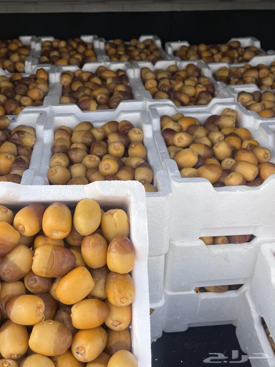 Large clean date seeds are moving63782199406337113