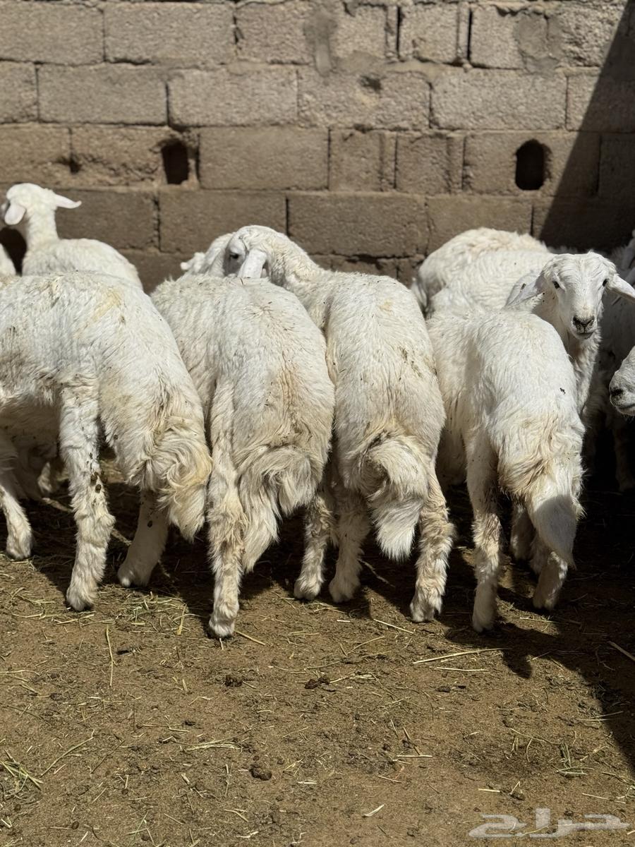 Sheep and Rams63785463222017114