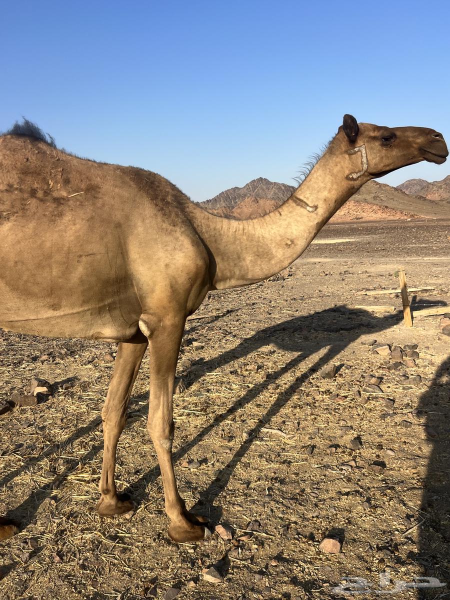 بكره ثنو تحتها بكره ب 10500 تم البيع63777215136259112