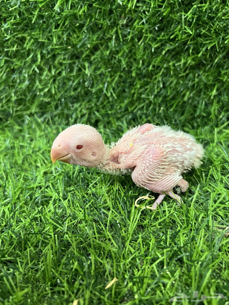 Pigeon squab Ros Albino (Sold)63785989747843111