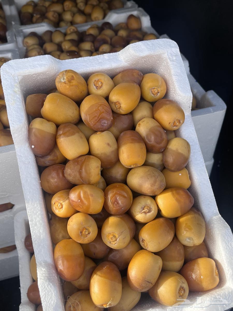 Large clean date seeds are moving63782199406337111