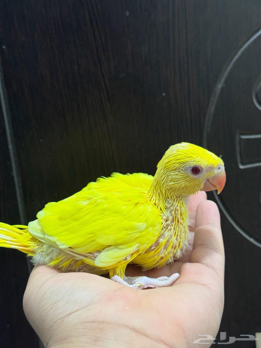 Latino Pearl Rooster Chick63779685897345110