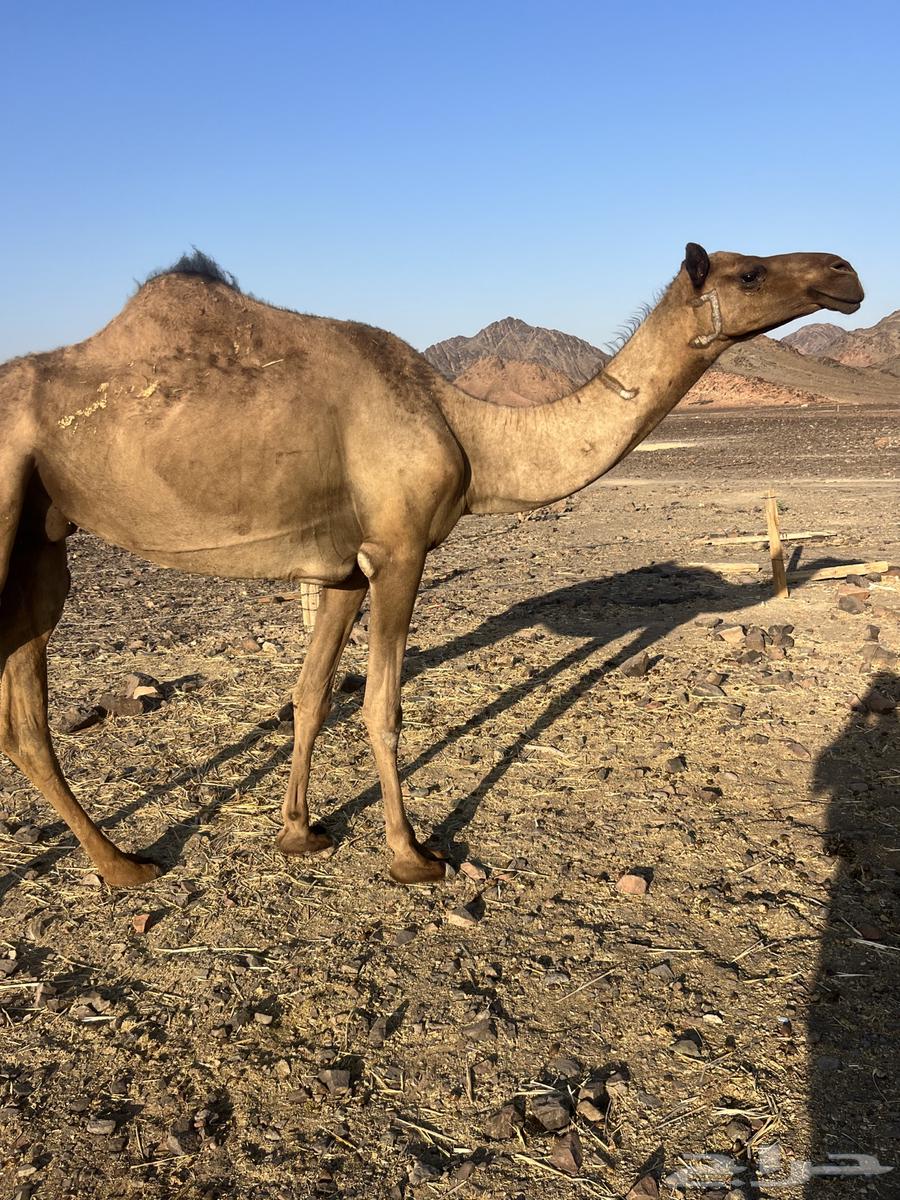 بكره ثنو تحتها بكره ب 10500 تم البيع63777215136259113