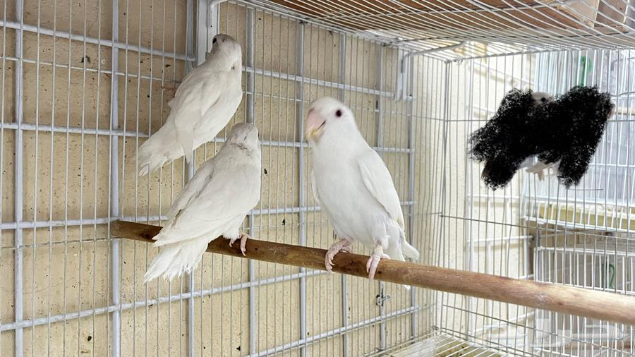 Albinos and Fallow Day Pairs63784466625795112
