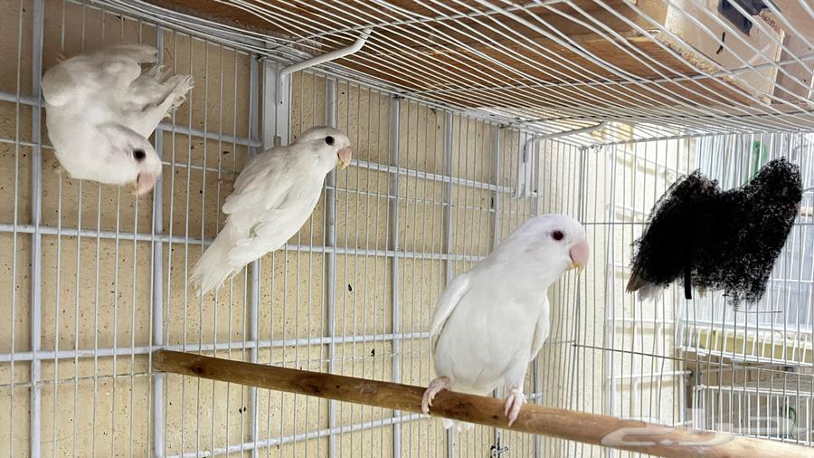 Albinos and Fallow Day Pairs63784466625795111