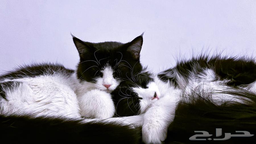 Kitten cats for sale63787365759235111