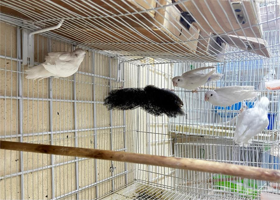 Albinos and Fallow Day Pairs63784466625795113
