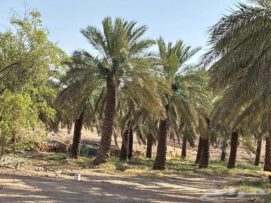 نخل مزرعه للبيع (تمر)63777316475650111