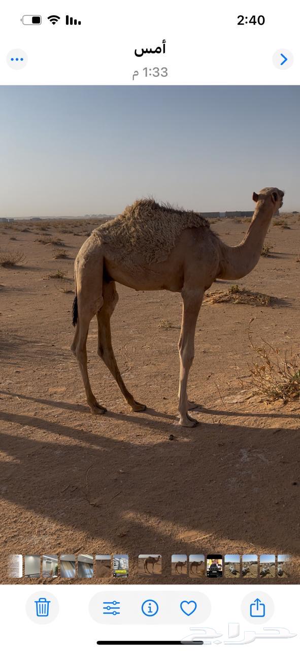 قعود قصب للبيع63782199112323110