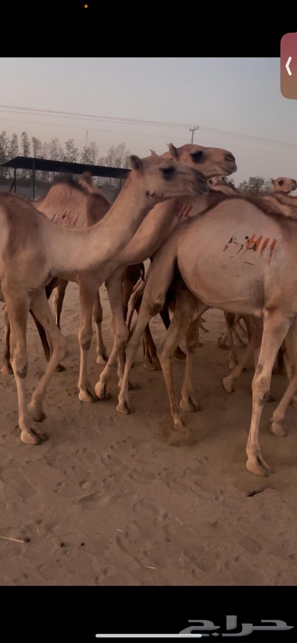 Somali Qa3dan63783821442179110