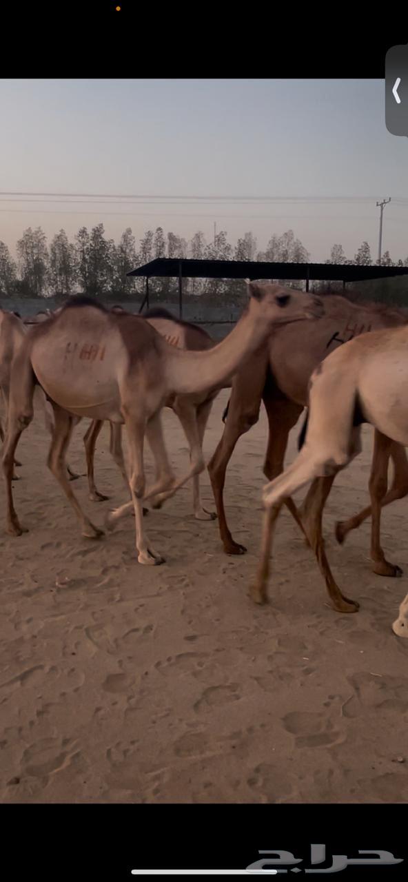 Somali Qa3dan63783821442179112