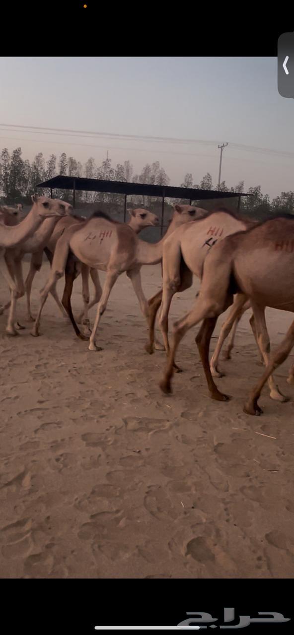 Somali Qa3dan63783821442179113