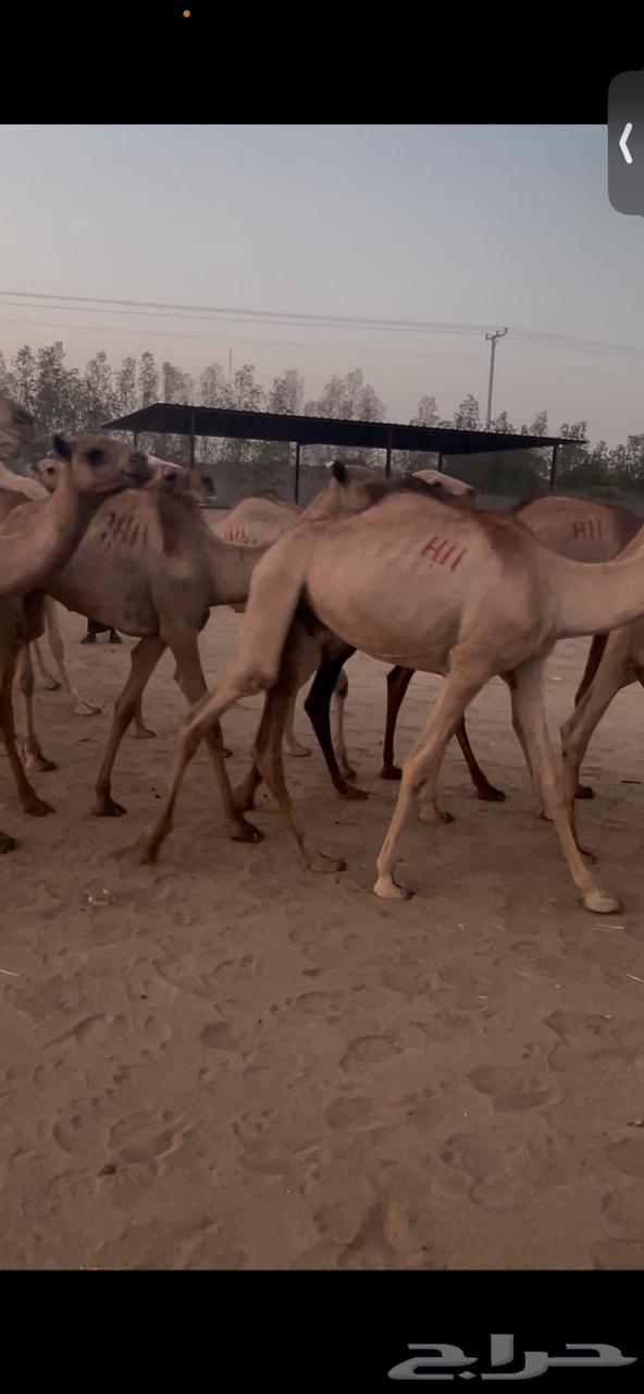 Somali Qa3dan63783821442179111