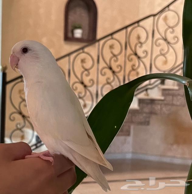 ببغاء روز البينو63781498228865111