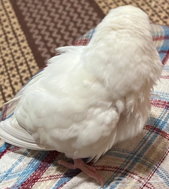 ببغاء روز البينو63781498228865112