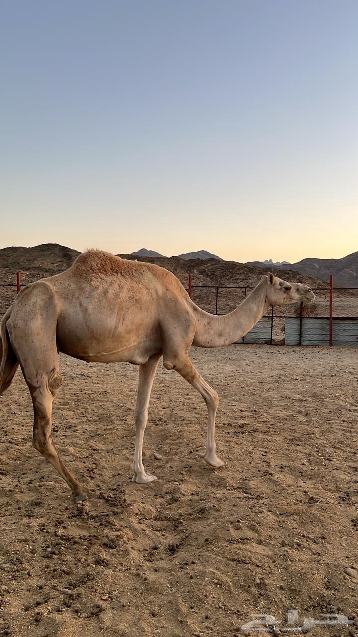 للبيع ناقه معزول ولدها63779163000194110