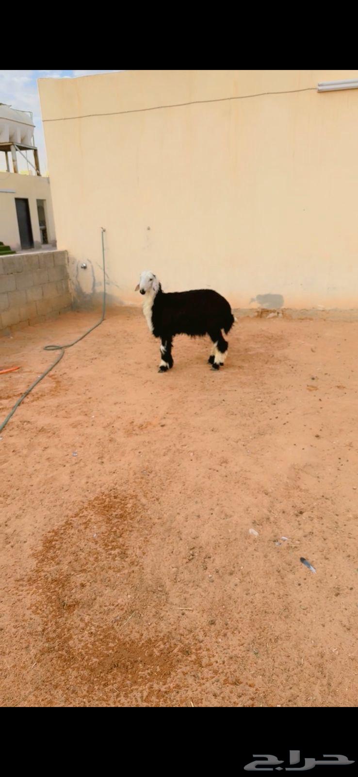 طلي نجدي الرياض حي الشفآء آي مكان نوصل فيه ذبح باقي وحد فقط63777419105282110