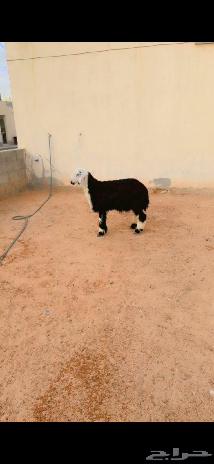طلي نجدي الرياض حي الشفآء آي مكان نوصل فيه ذبح باقي وحد فقط63777419105282111