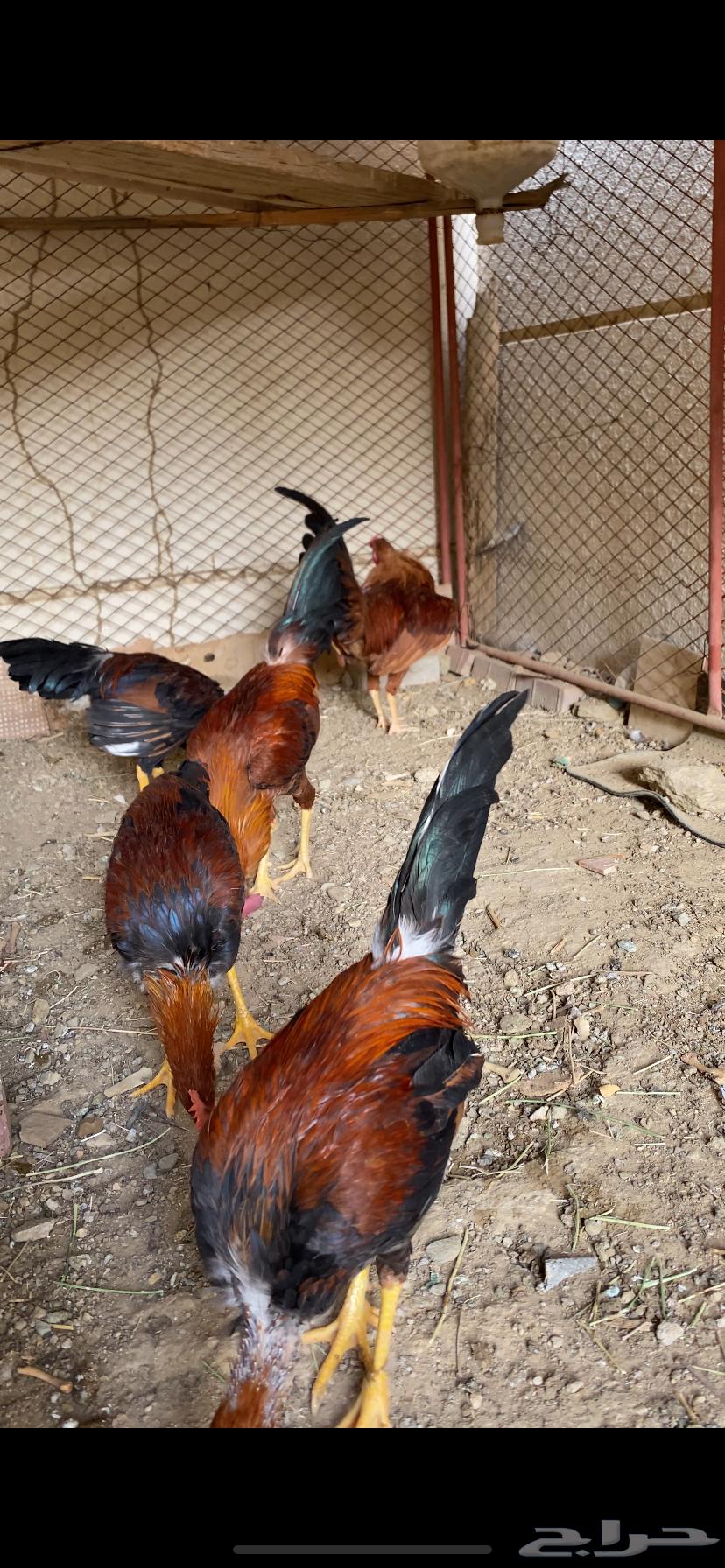 (تم البيع ) ديوكه عربي بلدي أصيل ظهر أحمر وصدر أسود63777011048067113