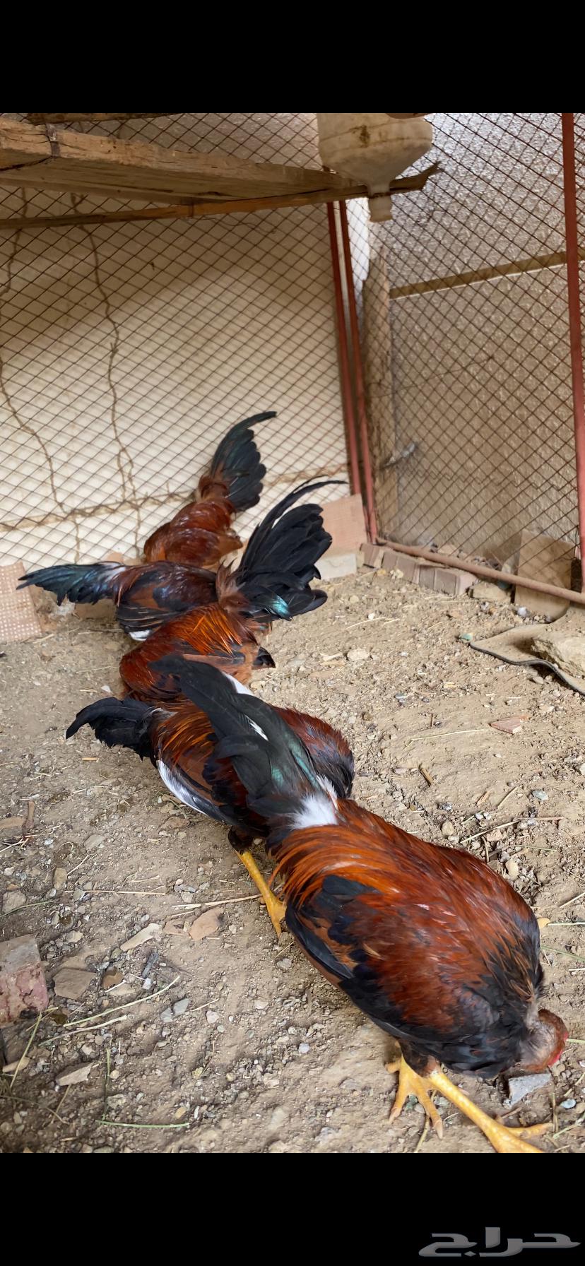 (تم البيع ) ديوكه عربي بلدي أصيل ظهر أحمر وصدر أسود63777011048067112