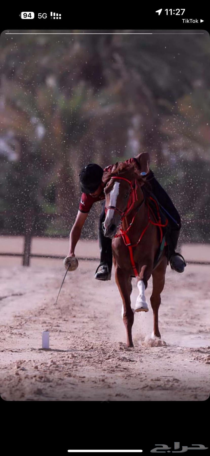 Popular Sheikh Horse63778436774145110