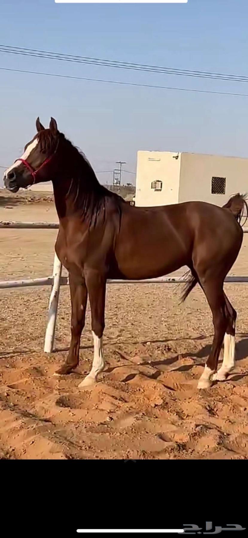 Popular Sheikh Horse63778436774145111
