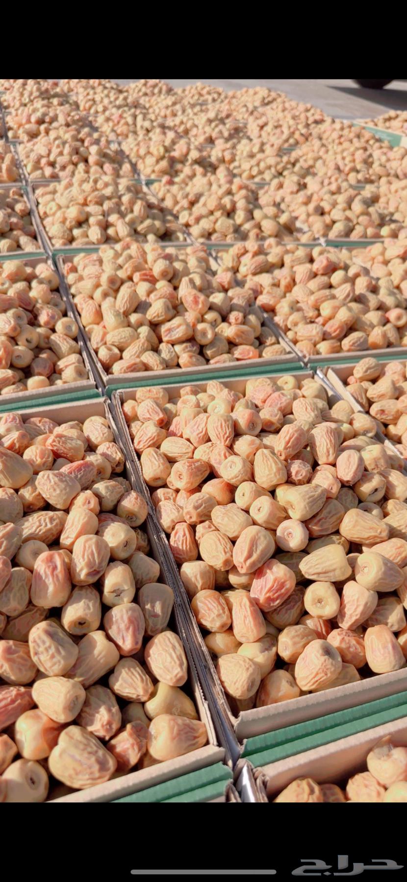 Premium and soft twisted dates guaranteed63776810986625110