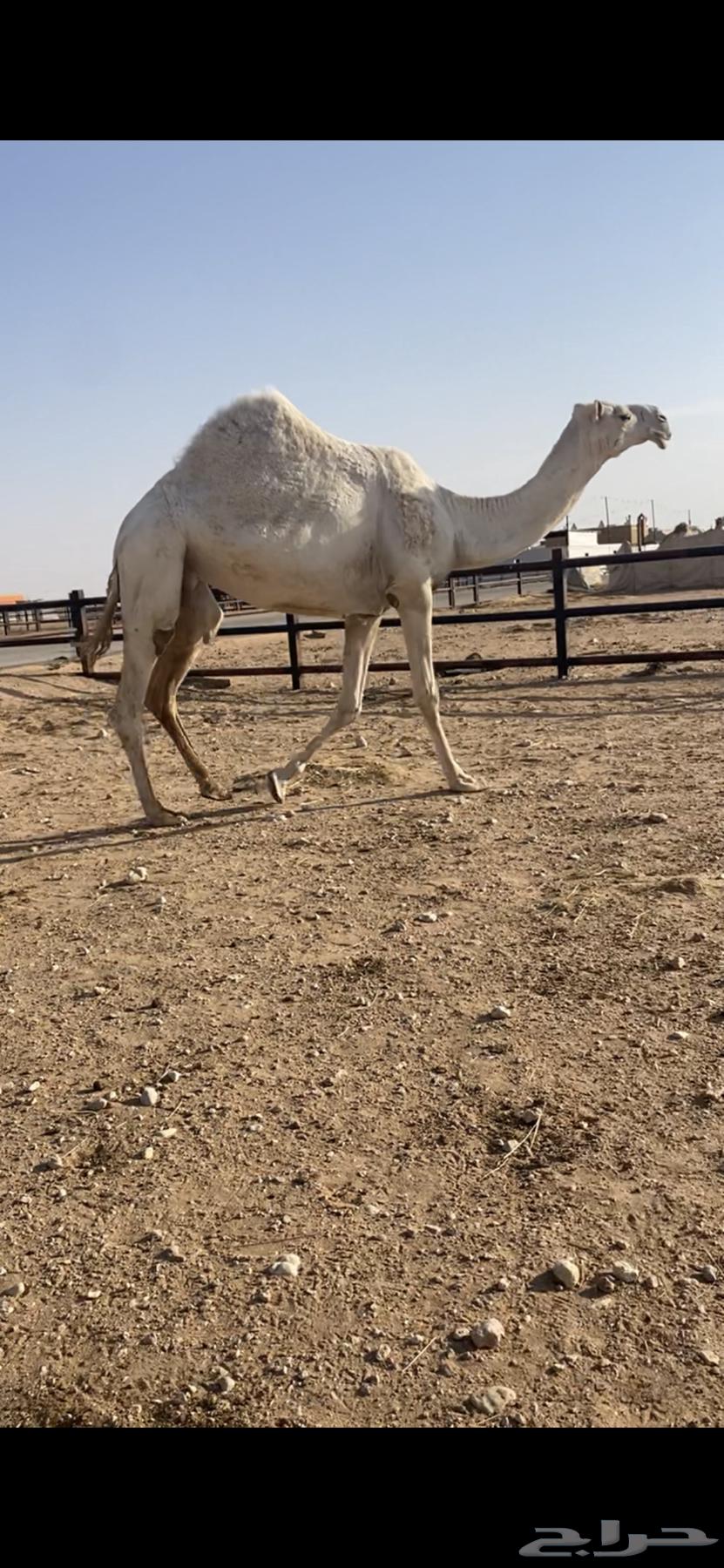 ضروبه كفو ومشروطه من كل عذروب63783411487106111