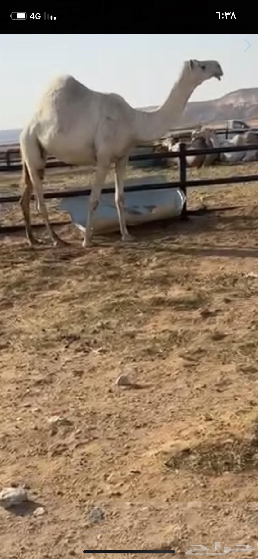 ضروبه كفو ومشروطه من كل عذروب63783411487106113