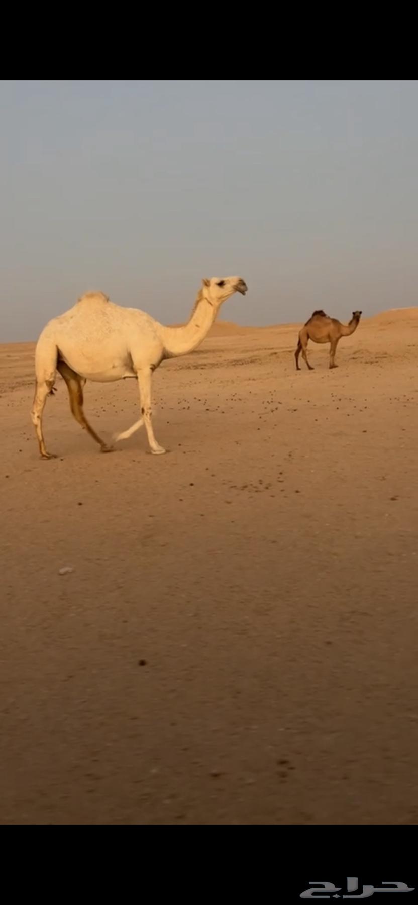 For sale: a trunk, a mare named Wadha, yellow ones, and four Dubaian mares with a yellow one behind them63779162965763111