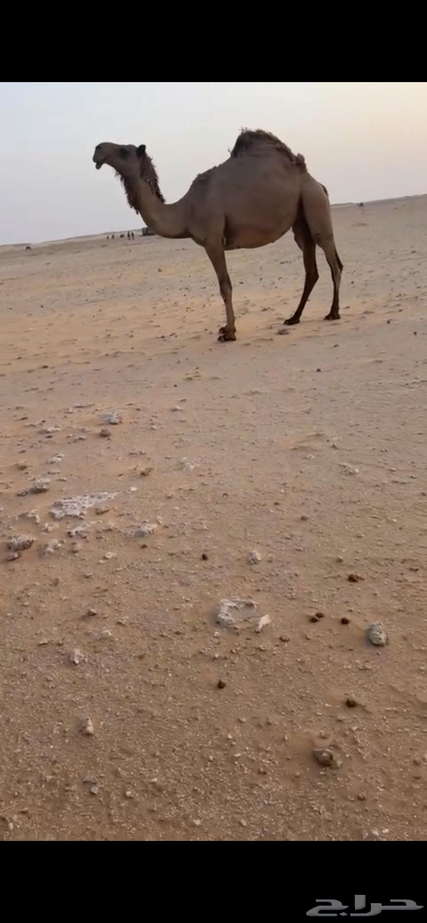 For sale: a trunk, a mare named Wadha, yellow ones, and four Dubaian mares with a yellow one behind them63779162965763114