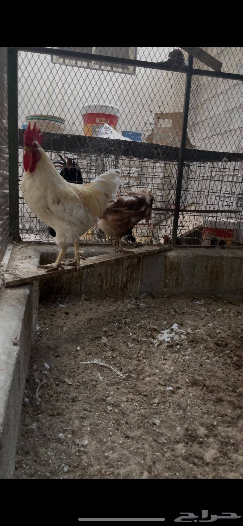دجاج لوهمان للبيع63782704297219112