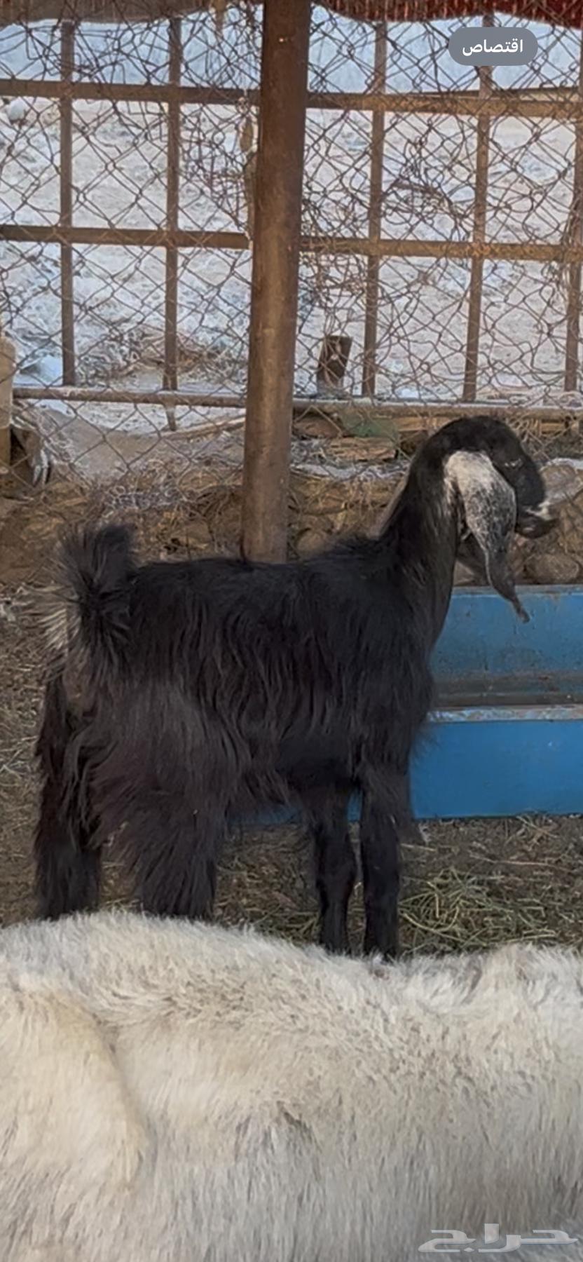 جفره حريه سليمه من جميع العذاريب63776609562626111