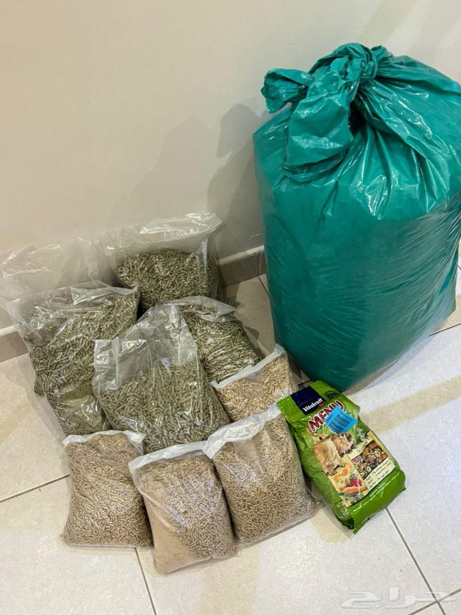 انثى أرنب هولندي63775996239491111