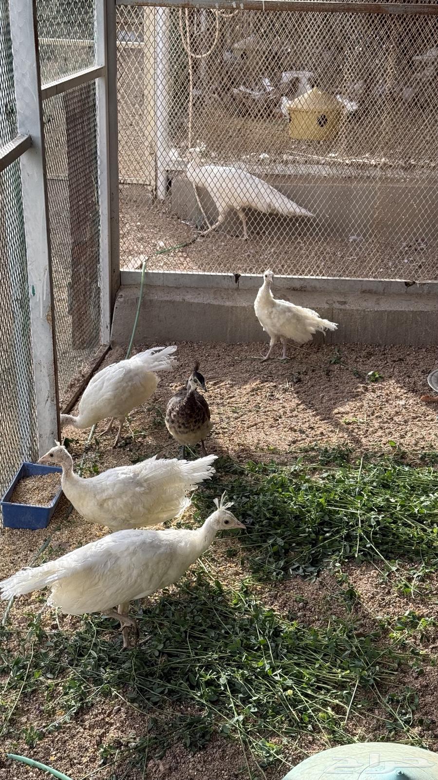 White peacock chicks for sale63796237989634113