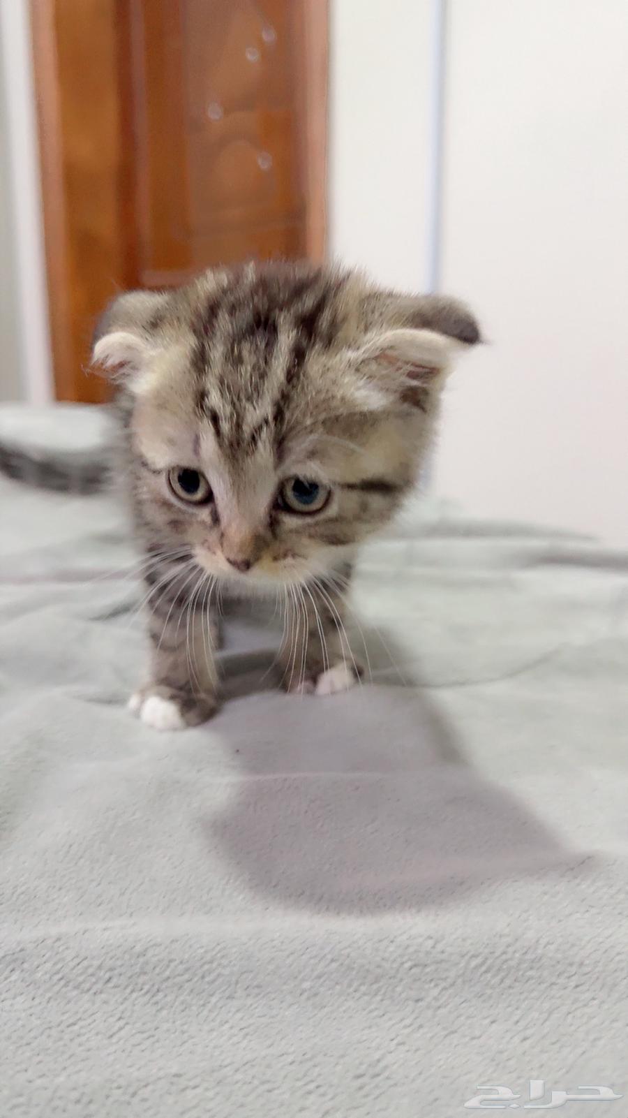 Scott Fold Tiger for sale by bidding63788008580355110