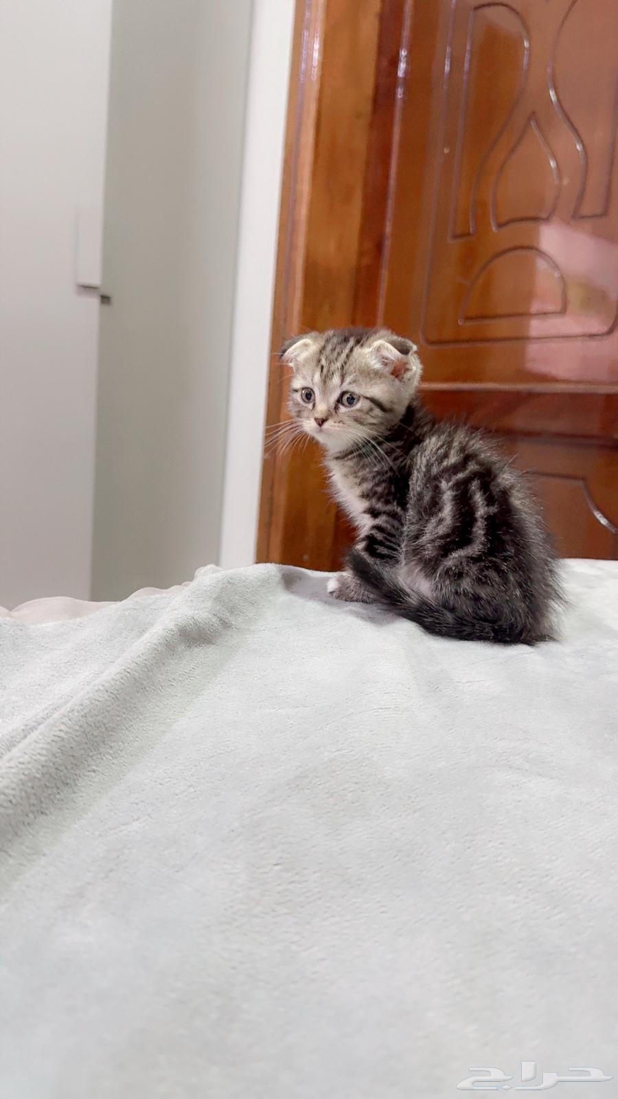 Scott Fold Tiger for sale by bidding63788008580355112