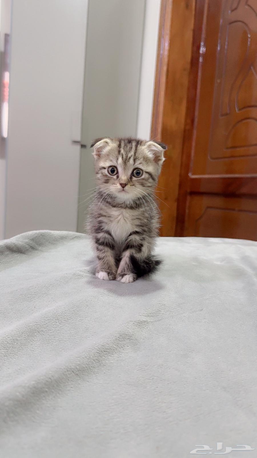 Scott Fold Tiger for sale by bidding63788008580355113