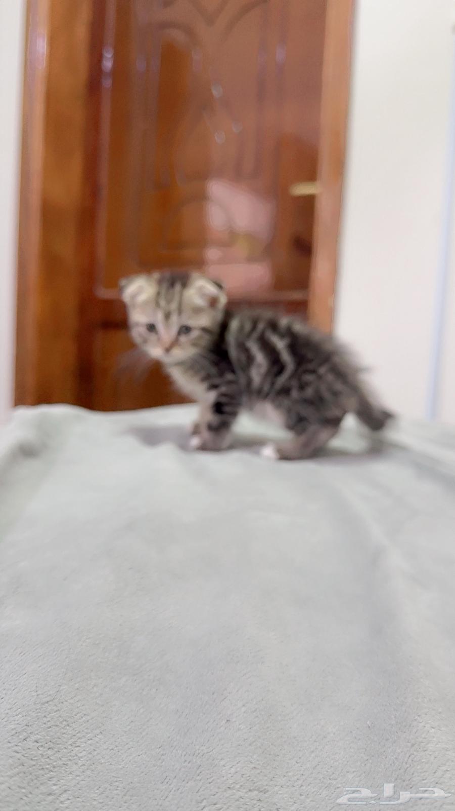 Scott Fold Tiger for sale by bidding63788008580355111