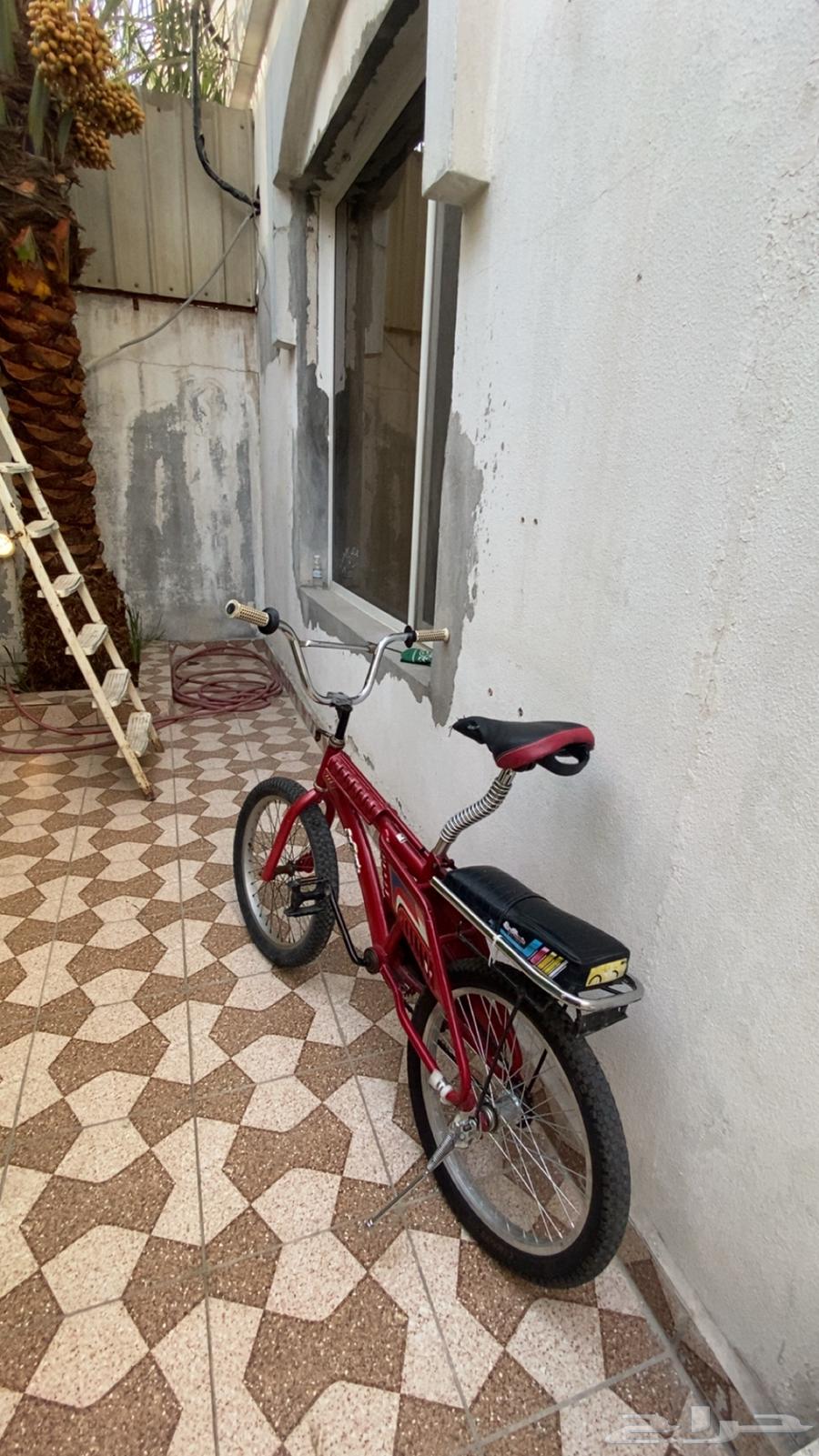 رامبو اندنوسي نادر للبيع63796135252227113