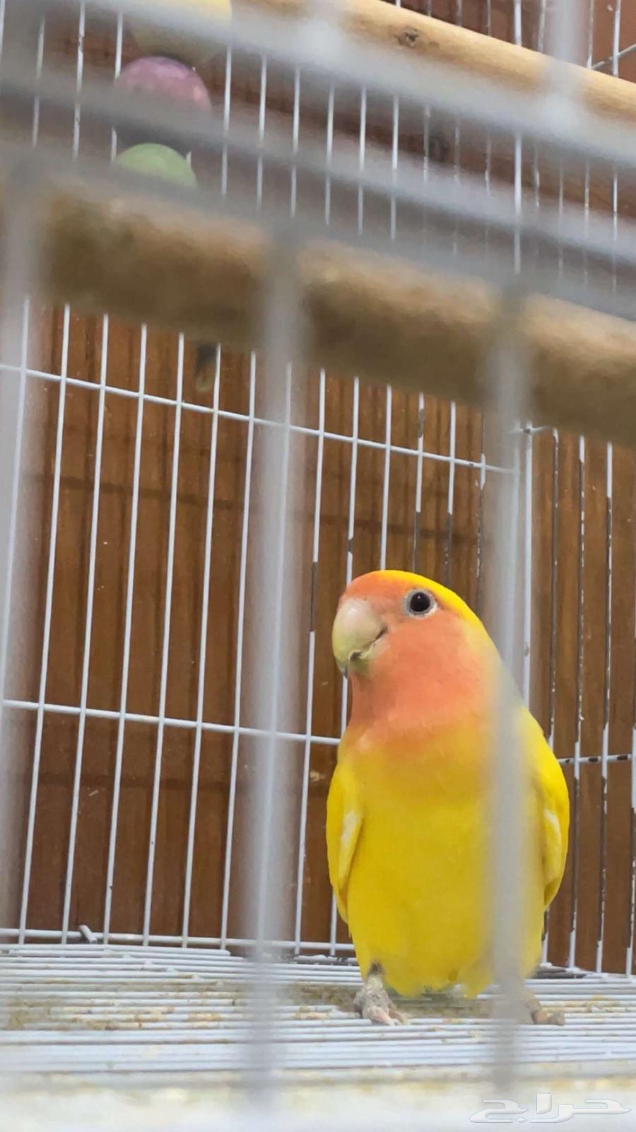 للبيع حبه ذكر روز وحبه أنثى روز63792448265090110