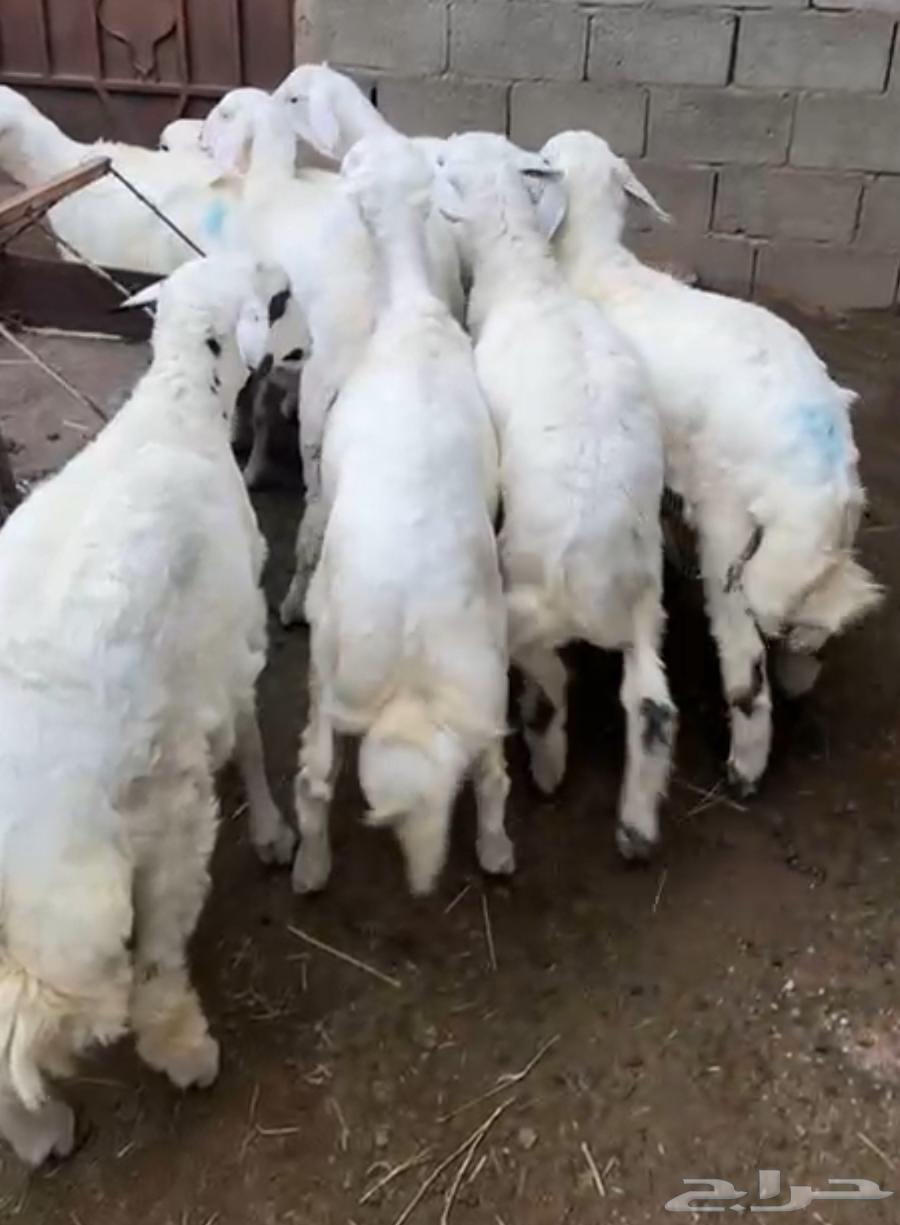 بهم للبيع63790763345025110