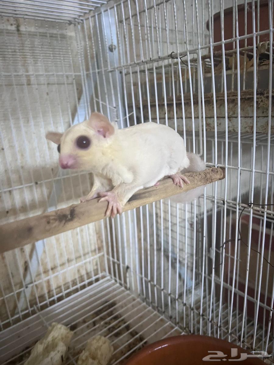 انثى سنجاب شوقر قلايدر ابيض عيون حمر63788439234178110