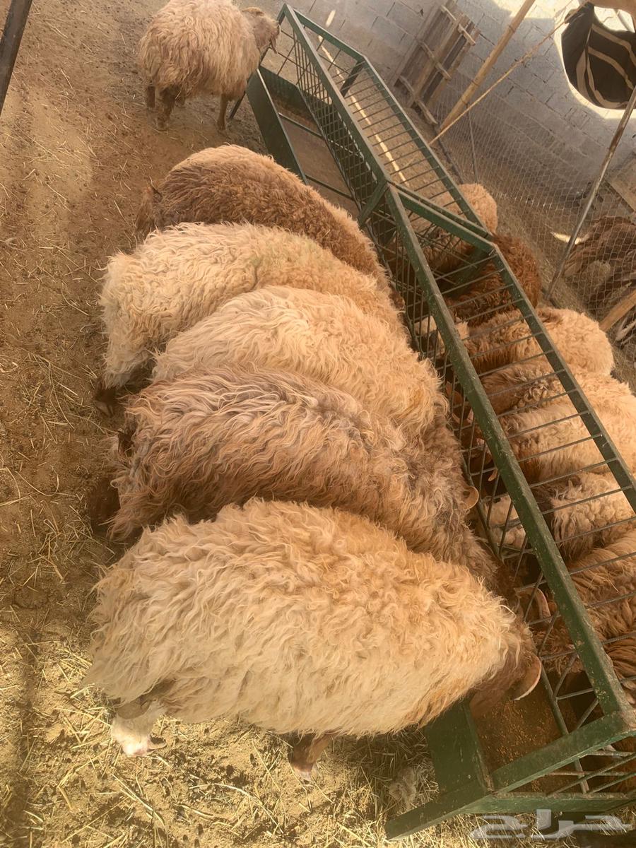 Sheep and livestock for weddings and occasions, good weights63790000164355110
