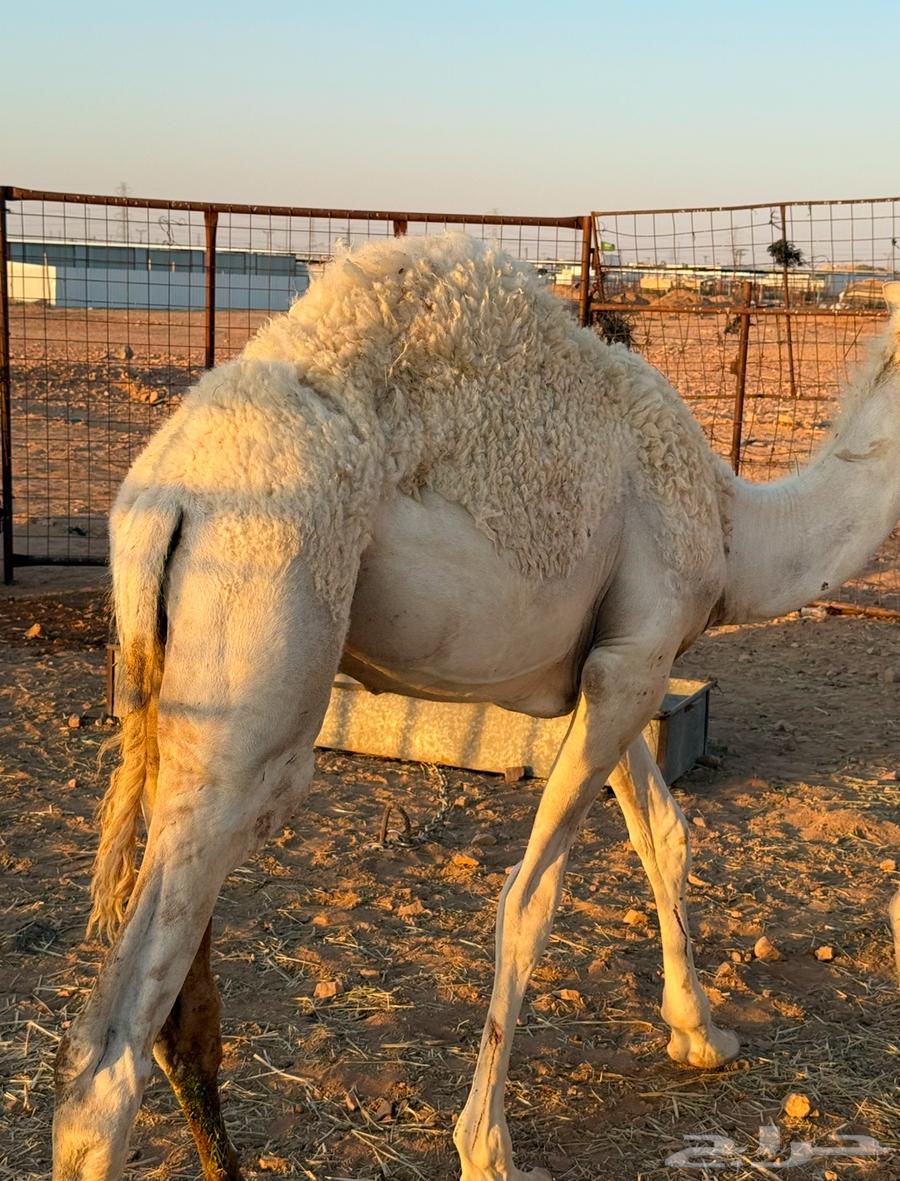 للبيع قعود طيب بحائل63744879142787111