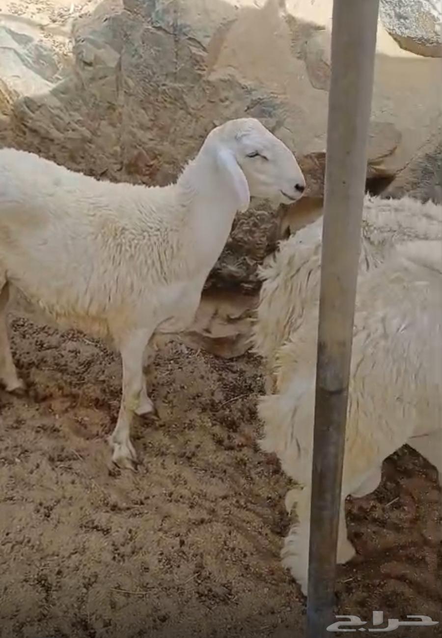 طليان جبره حقت ضيوف او ثلاجه63761711543426111