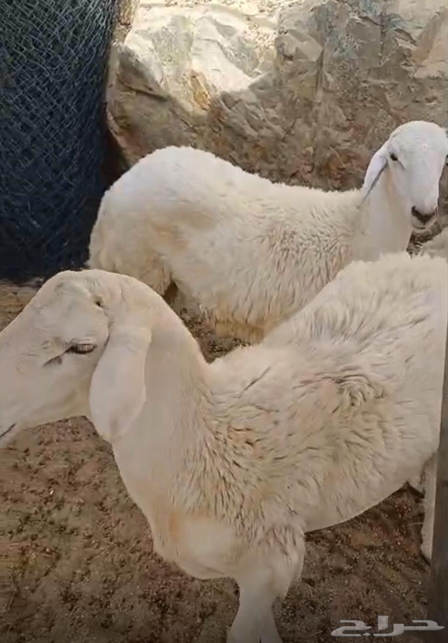 طليان جبره حقت ضيوف او ثلاجه63761711543426110