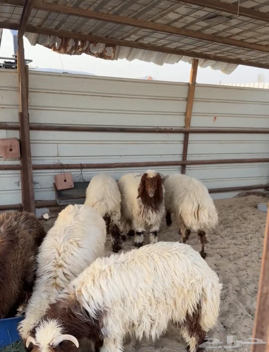 للبيع نعيمي بلدي63796974892674111